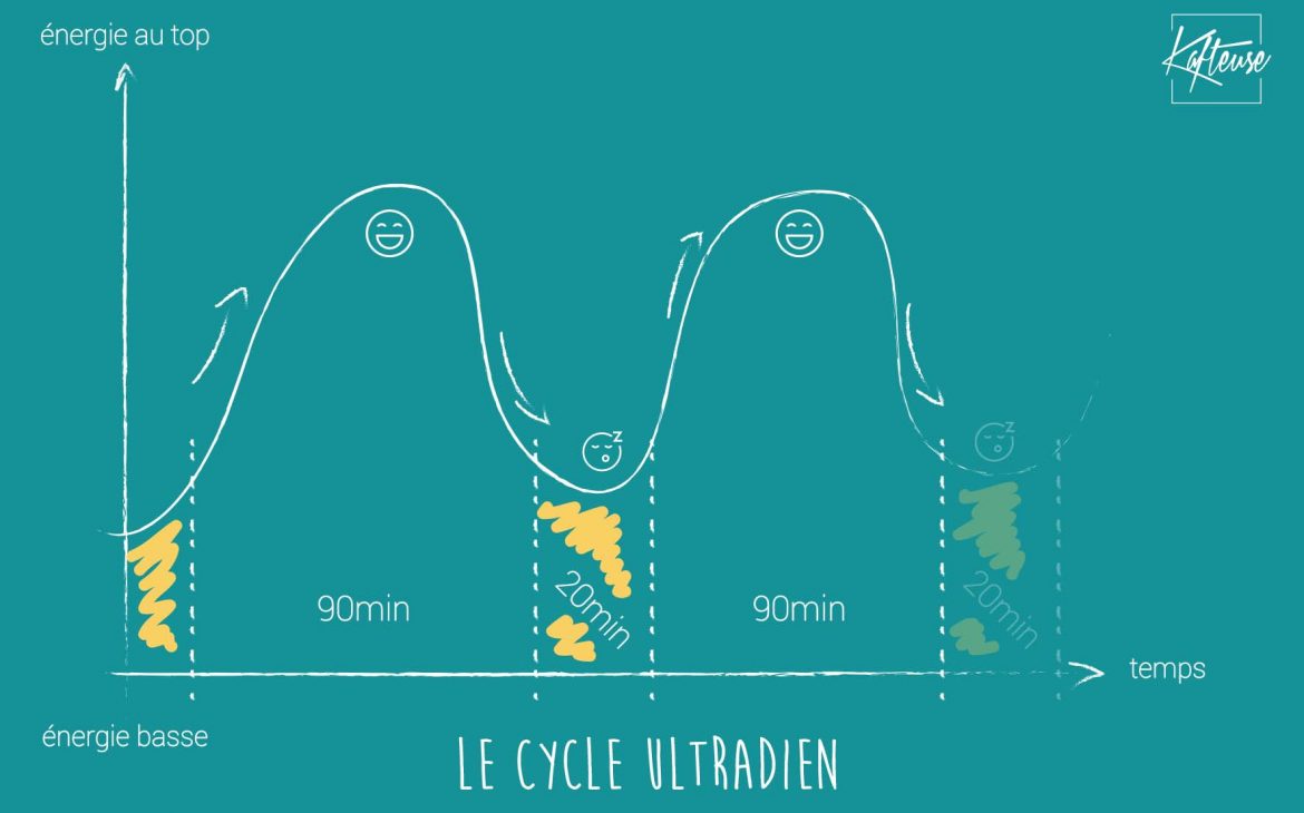 cycle ultradien - kafteuse